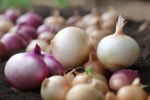 how to start onion seeds indoors